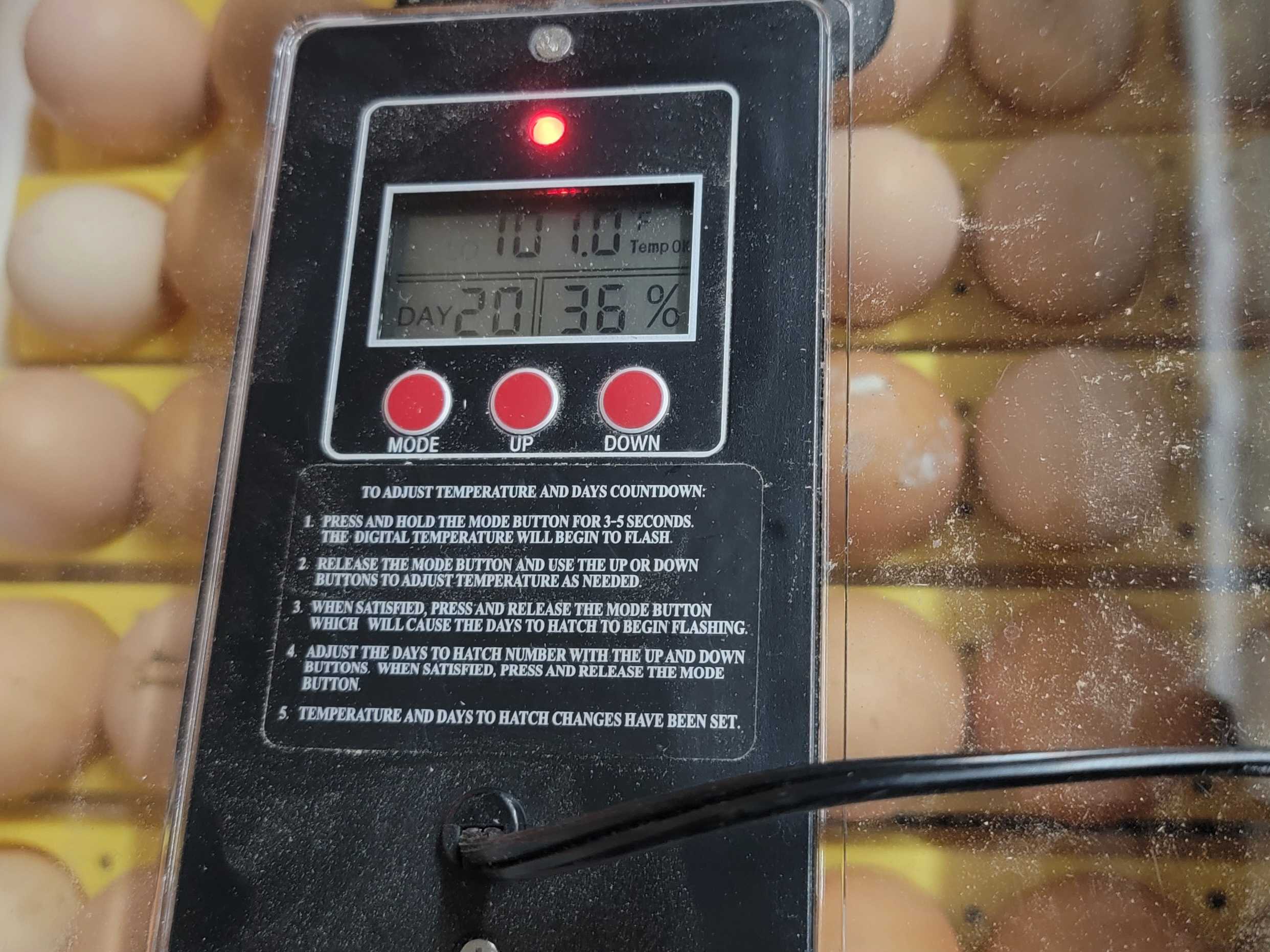 Incubator eggs, upcoming hatch