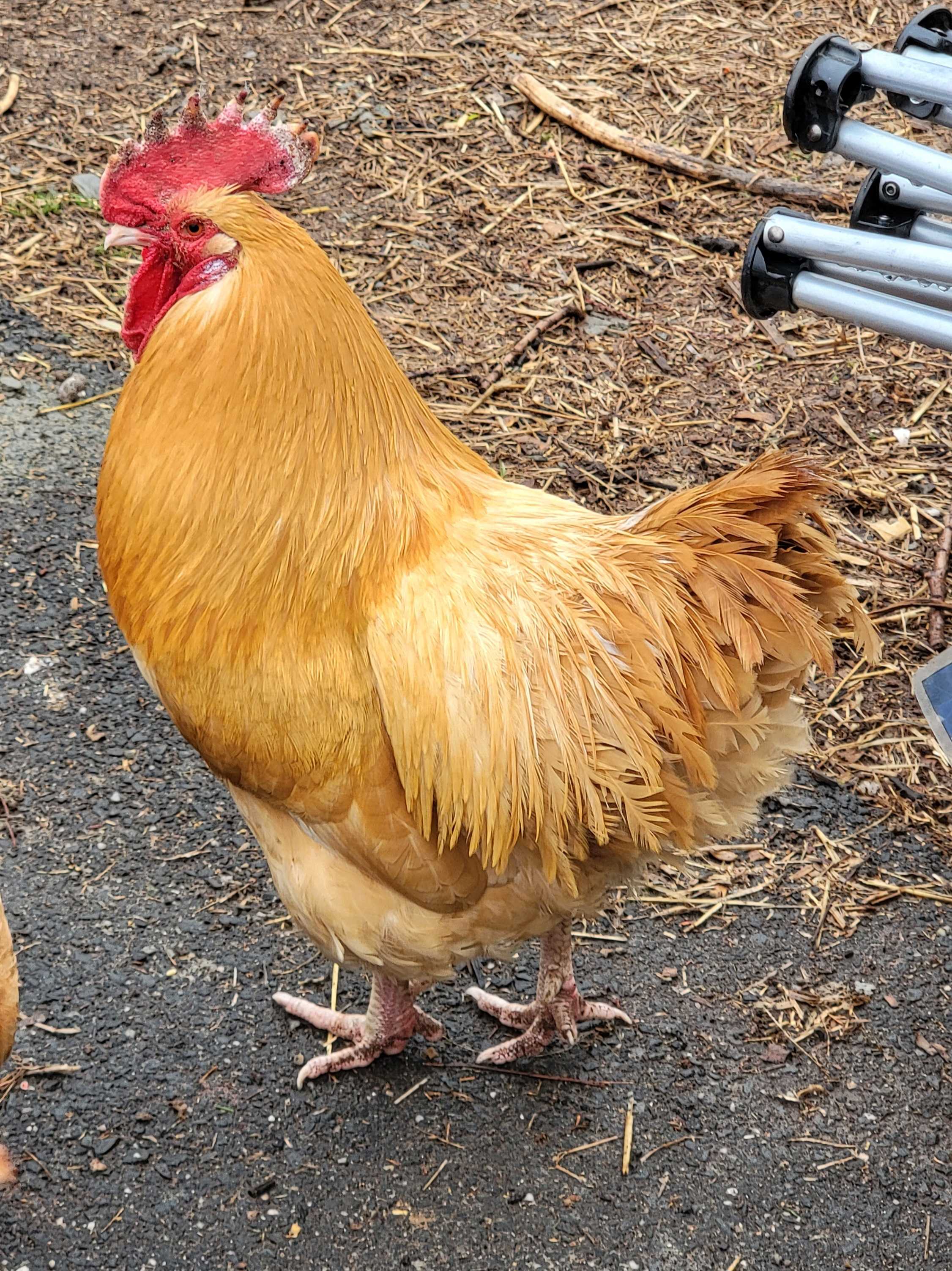 Henry the Buff Orpington rooster