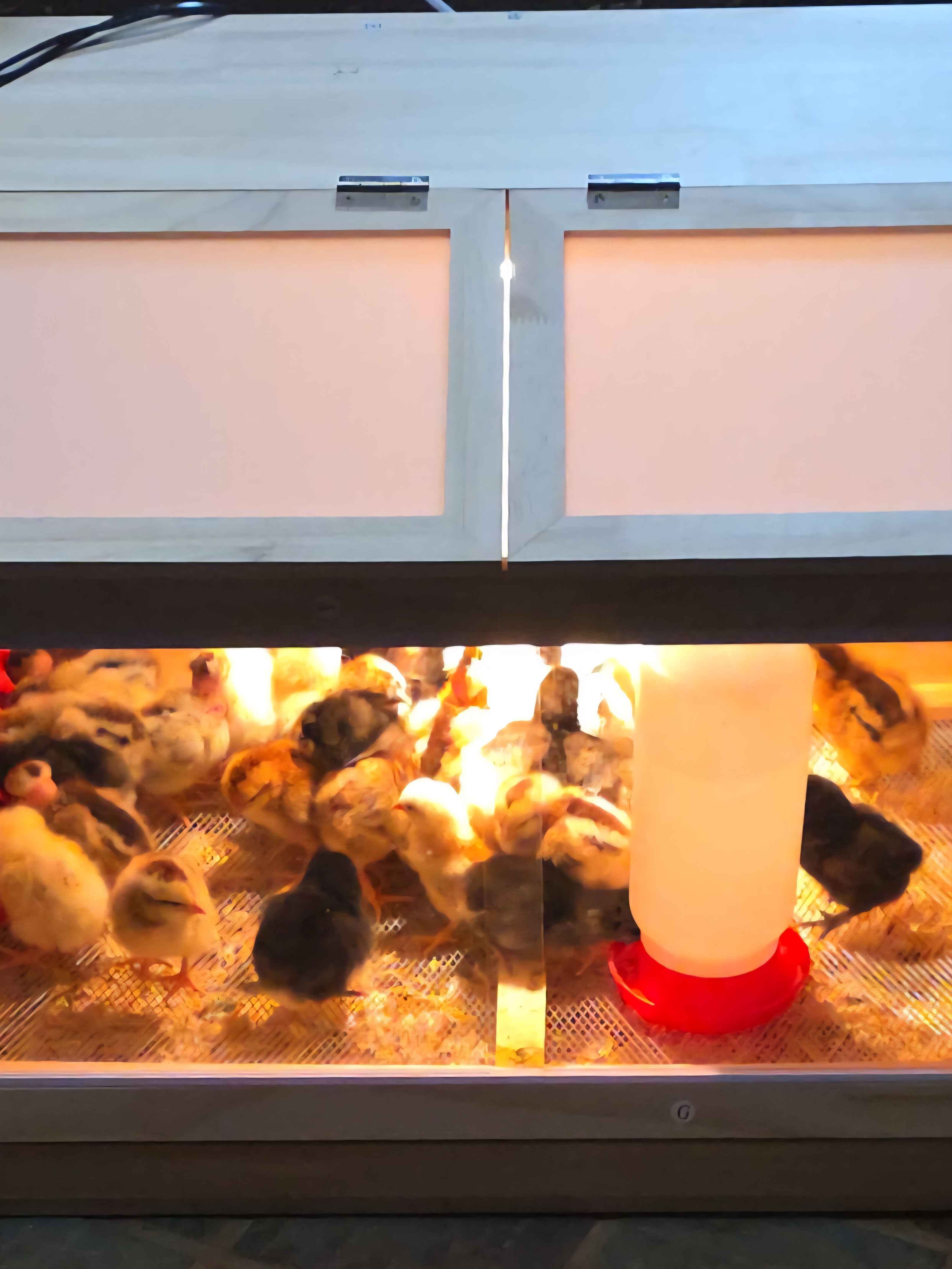 Hi-Di-Ho clutch chicks